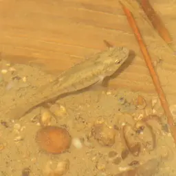 Mediterranean Killifish, photo 7