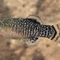 Spanish Toothcarp