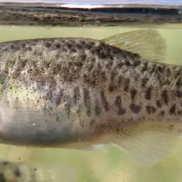 Spanish Toothcarp, photo 2