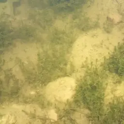 Spanish Toothcarp, photo 4