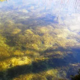 Spanish Toothcarp, photo 5