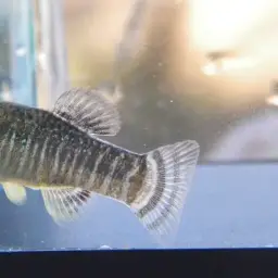 Spanish Toothcarp, photo 6