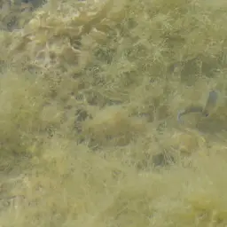 Spanish Toothcarp, photo 7