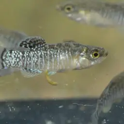 Spanish Toothcarp, photo 8
