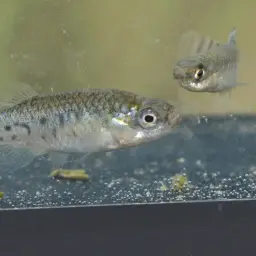 Spanish Toothcarp, photo 9