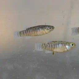 Spanish Toothcarp, photo 10