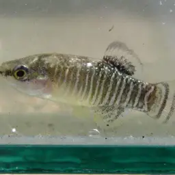 Spanish Toothcarp, photo 11