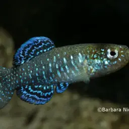 Iridescent Killifish, photo 2