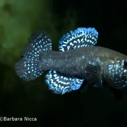 Iridescent Killifish, photo 3