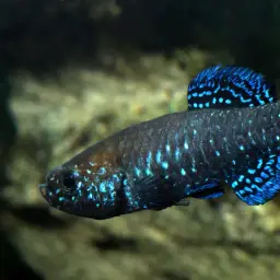Iridescent Killifish, photo 4