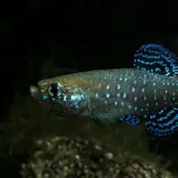 Iridescent Killifish, photo 5