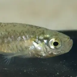Iridescent Killifish, photo 6