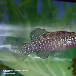 Iridescent Killifish, photo 7