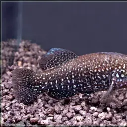 Iridescent Killifish, photo 8