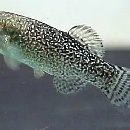 Apricaphanius saourensis