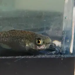Apricaphanius saourensis, photo 3