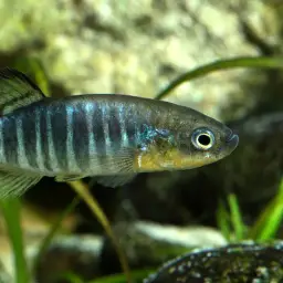 Azraq Toothcarp