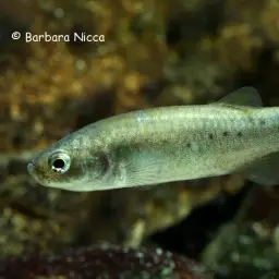 Azraq Toothcarp, photo 2