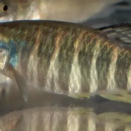Azraq Toothcarp, photo 3