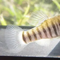 Azraq Toothcarp, photo 4
