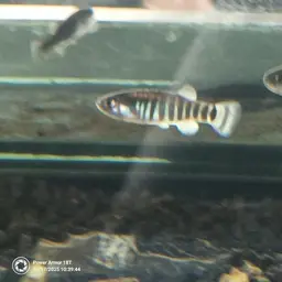 Azraq Toothcarp, photo 5