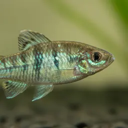 Azraq Toothcarp, photo 6