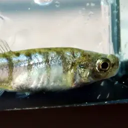 Splendid Killifish, photo 2