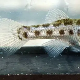 Splendid Killifish, photo 3