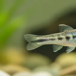 Splendid Killifish