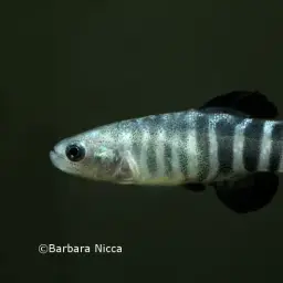 Aci Göl Toothcarp, photo 2