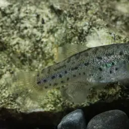 Aci Göl Toothcarp, photo 3