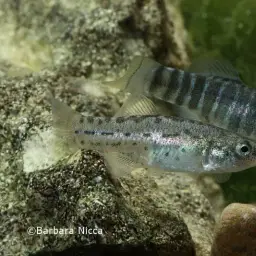Aci Göl Toothcarp, photo 4