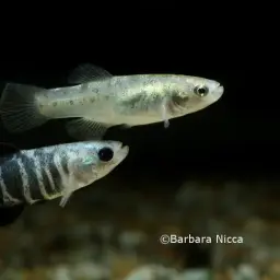 Aci Göl Toothcarp, photo 5