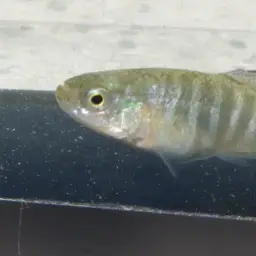 Aci Göl Toothcarp, photo 6