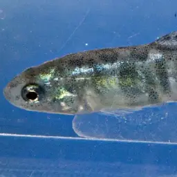 Aci Göl Toothcarp, photo 7