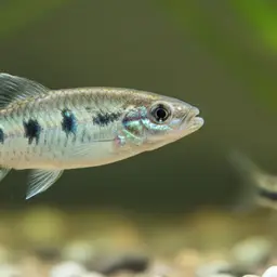 Aci Göl Toothcarp