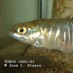 Villwock's killifish, photo 1