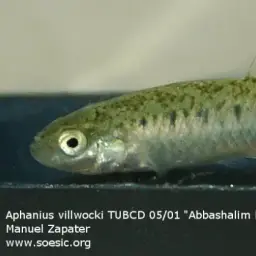 Villwock's killifish, photo 2
