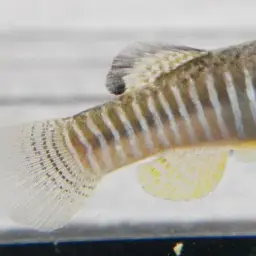Villwock's killifish, photo 3