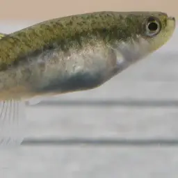 Villwock's killifish, photo 4