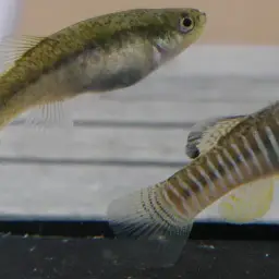 Villwock's killifish, photo 5