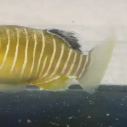 Veladykov's tooth-carp, photo 2