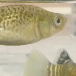 Veladykov's tooth-carp, photo 4