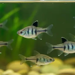 Veladykov's tooth-carp