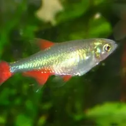 Bloodfin Tetra