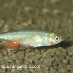 Bloodfin Tetra, photo 2