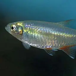 Bloodfin Tetra, photo 3