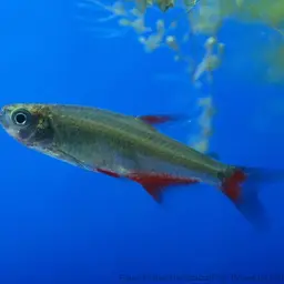 Bloodfin Tetra, photo 4