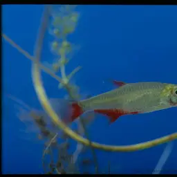 Bloodfin Tetra, photo 5