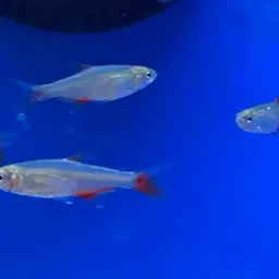 Bloodfin Tetra, photo 6